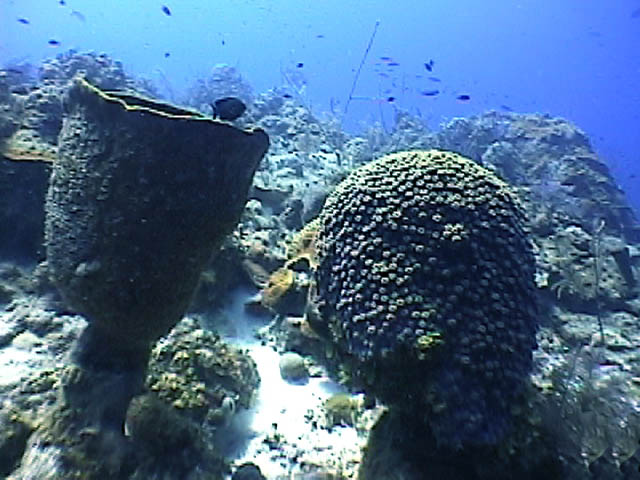 SCUBA-Training.net