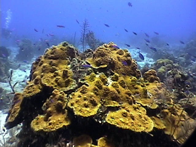 SCUBA-Training.net